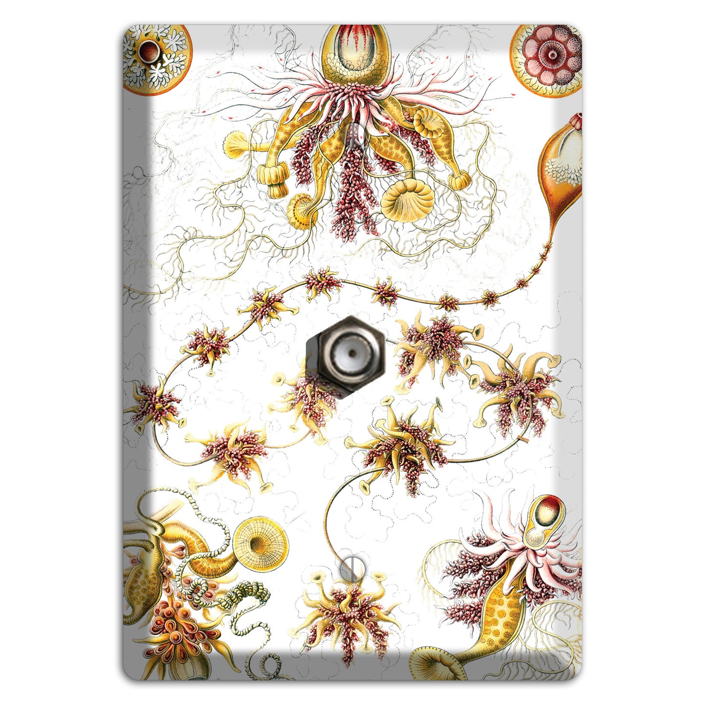 Haeckel - Siphonophorae Cable Wallplate