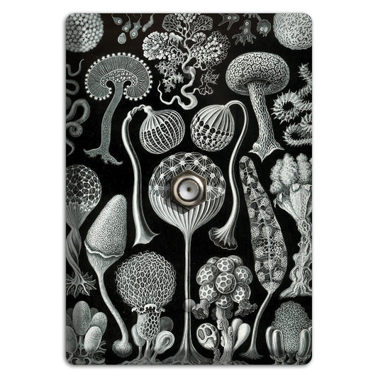 Haeckel - Mycetozoa Cable Wallplate