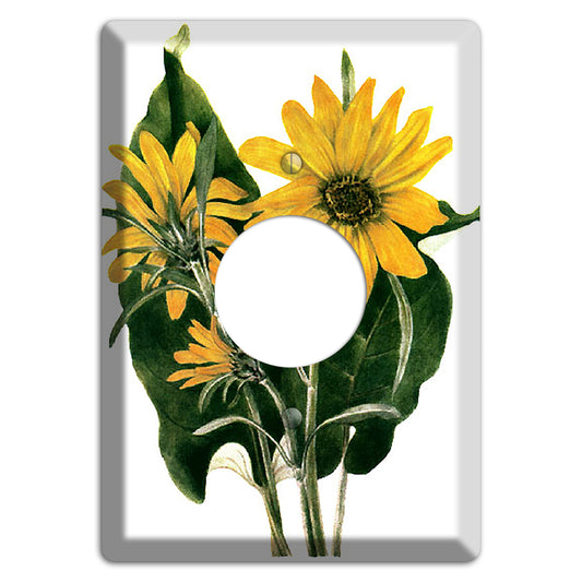 Balsamorhiza Sagittata Single Receptacle Wallplate