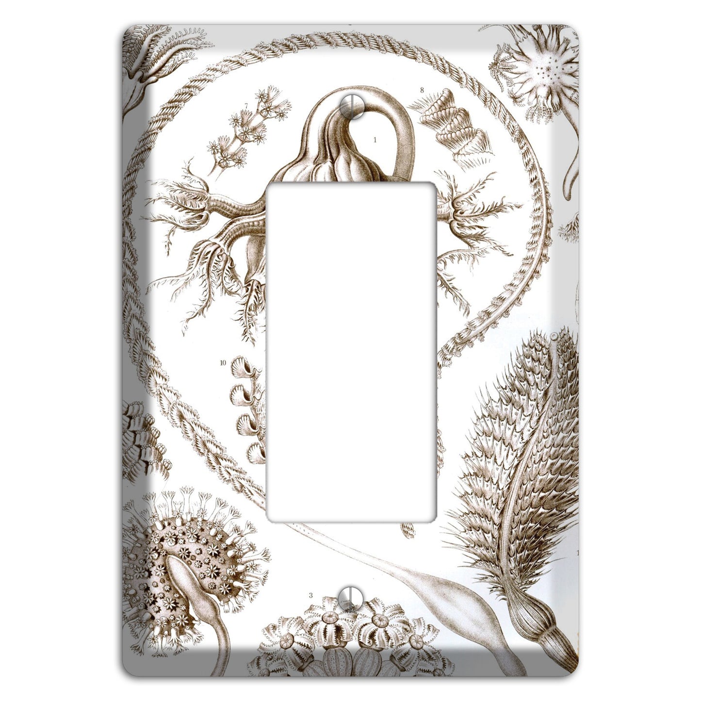 Haeckel - Pennatulida Rocker Wallplate