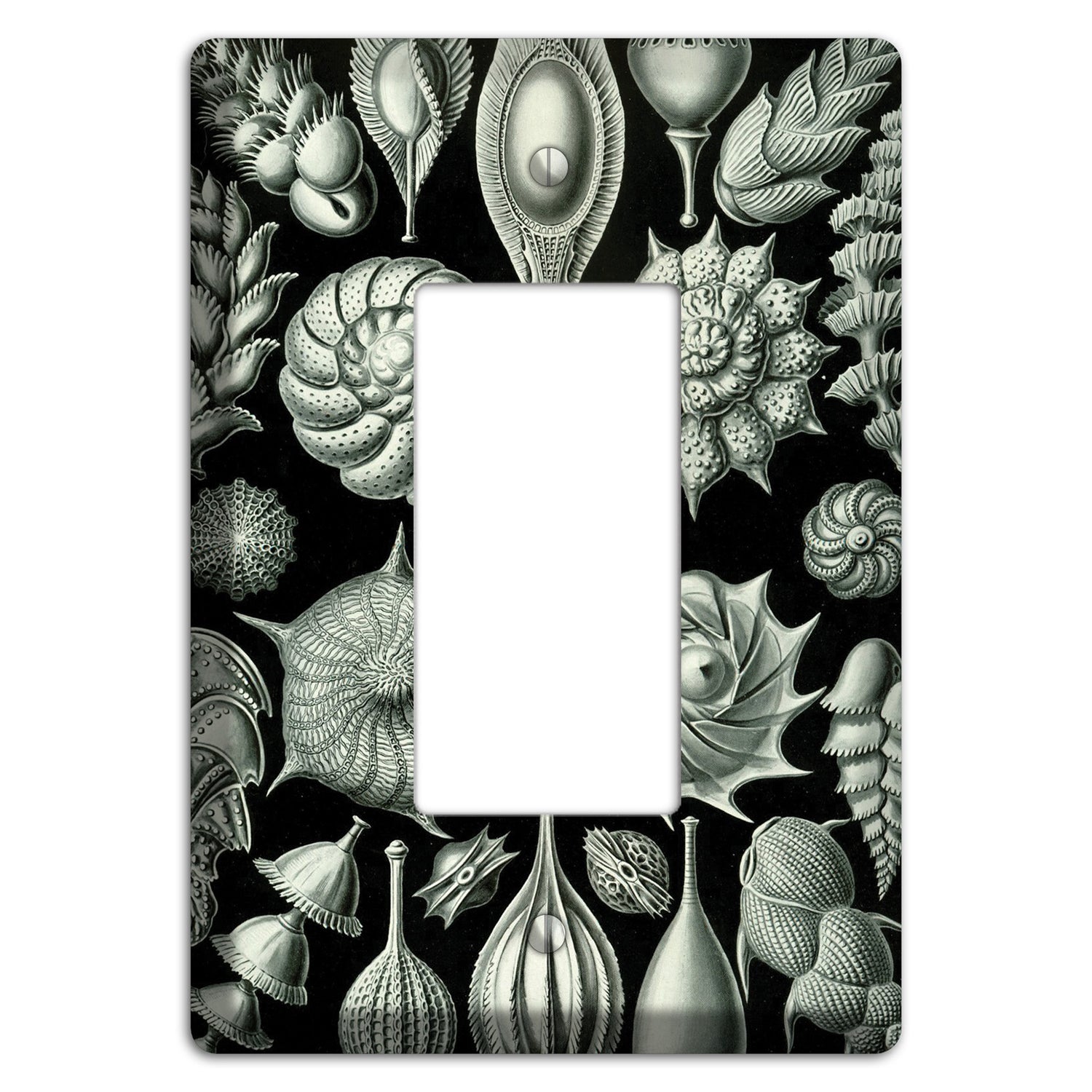 Haeckel - Thalamophora Rocker Wallplate