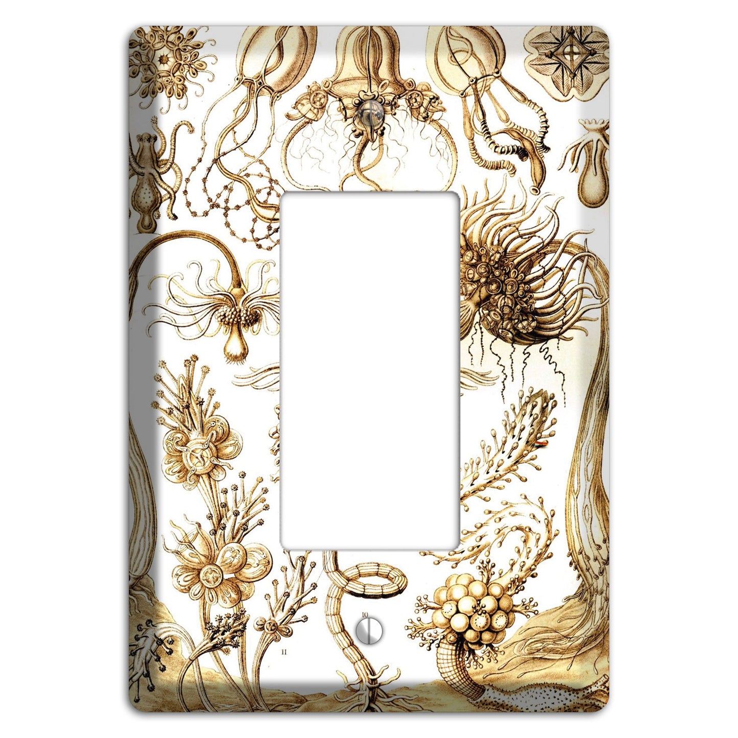 Haeckel - Tubulariae Rocker Wallplate