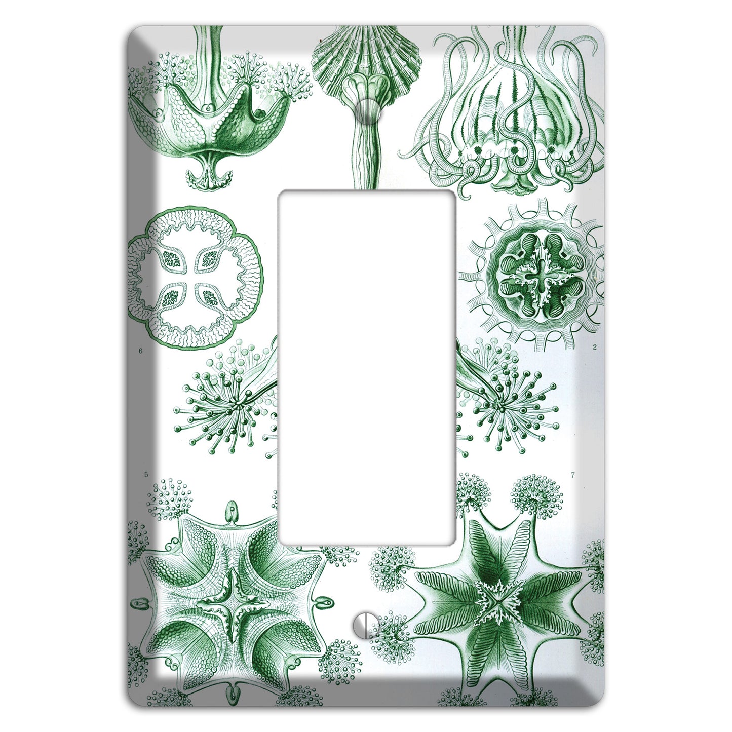 Haeckel - Stauromedusae Rocker Wallplate