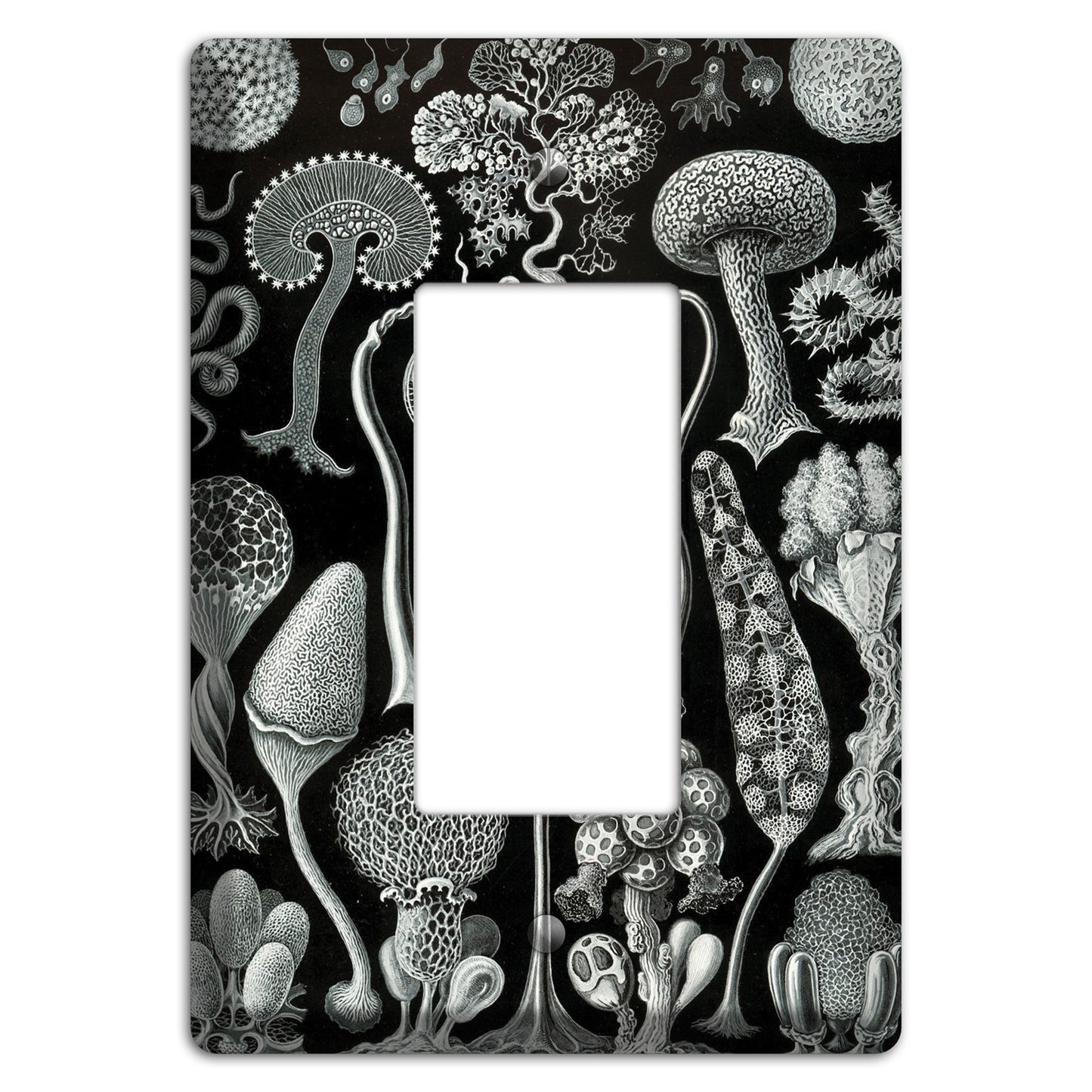 Haeckel - Mycetozoa Rocker Wallplate