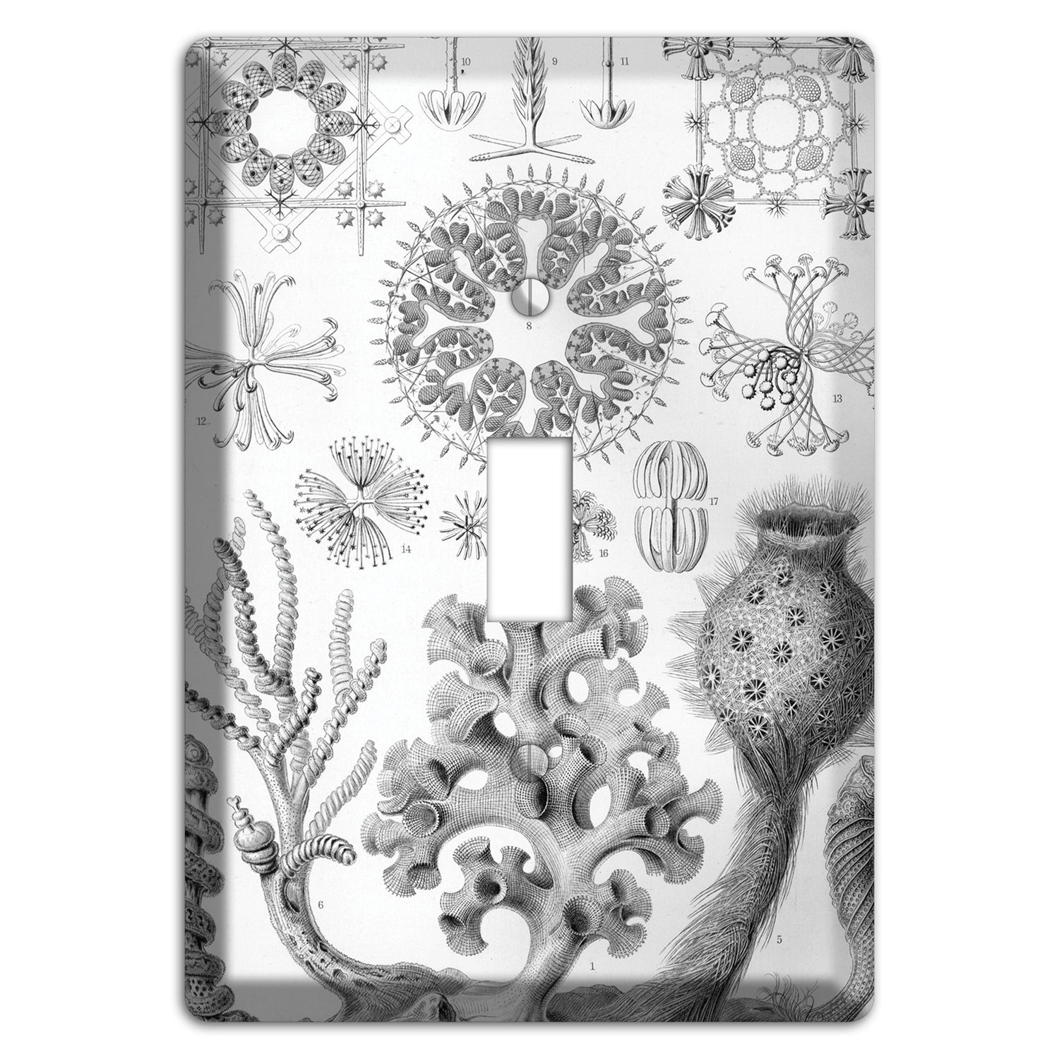 Haeckel - Hexactinellae Cover Plates