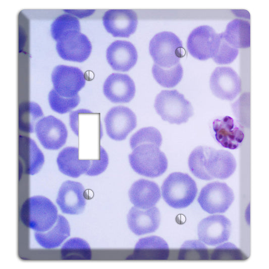 Plasmodium Malariae Schizont Toggle / Blank Wallplate