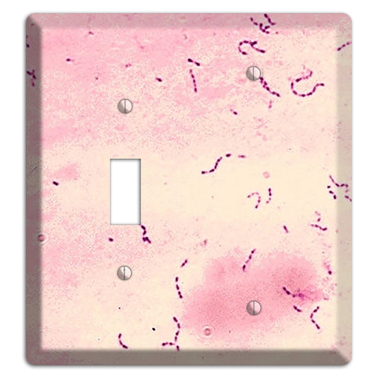 Streptococcus Mutans Toggle / Blank Wallplate