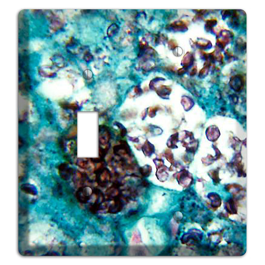 Histoplasmosis Capsulatum Toggle / Blank Wallplate