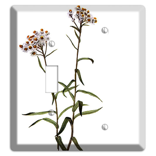 Anaphalis Margoritacea Toggle / Blank Wallplate