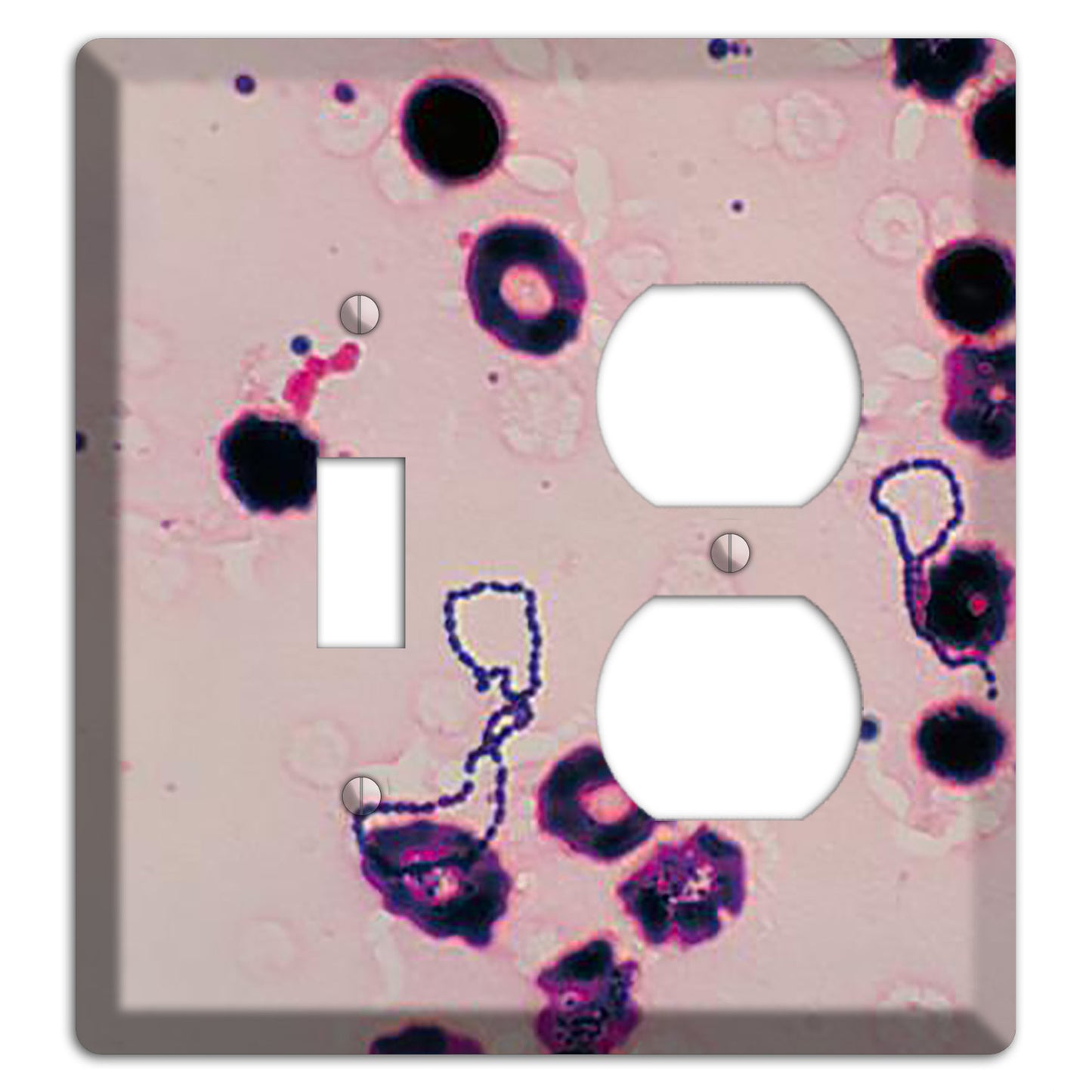 Streptococcus Viridans Toggle / Duplex Wallplate