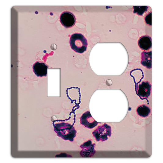 Streptococcus Viridans Toggle / Duplex Wallplate