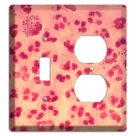 Gonococcal Urethritis Toggle / Duplex Wallplate