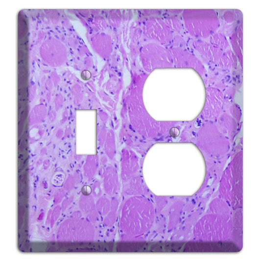 Poliovirus Myotonic Dystrophic Toggle / Duplex Wallplate