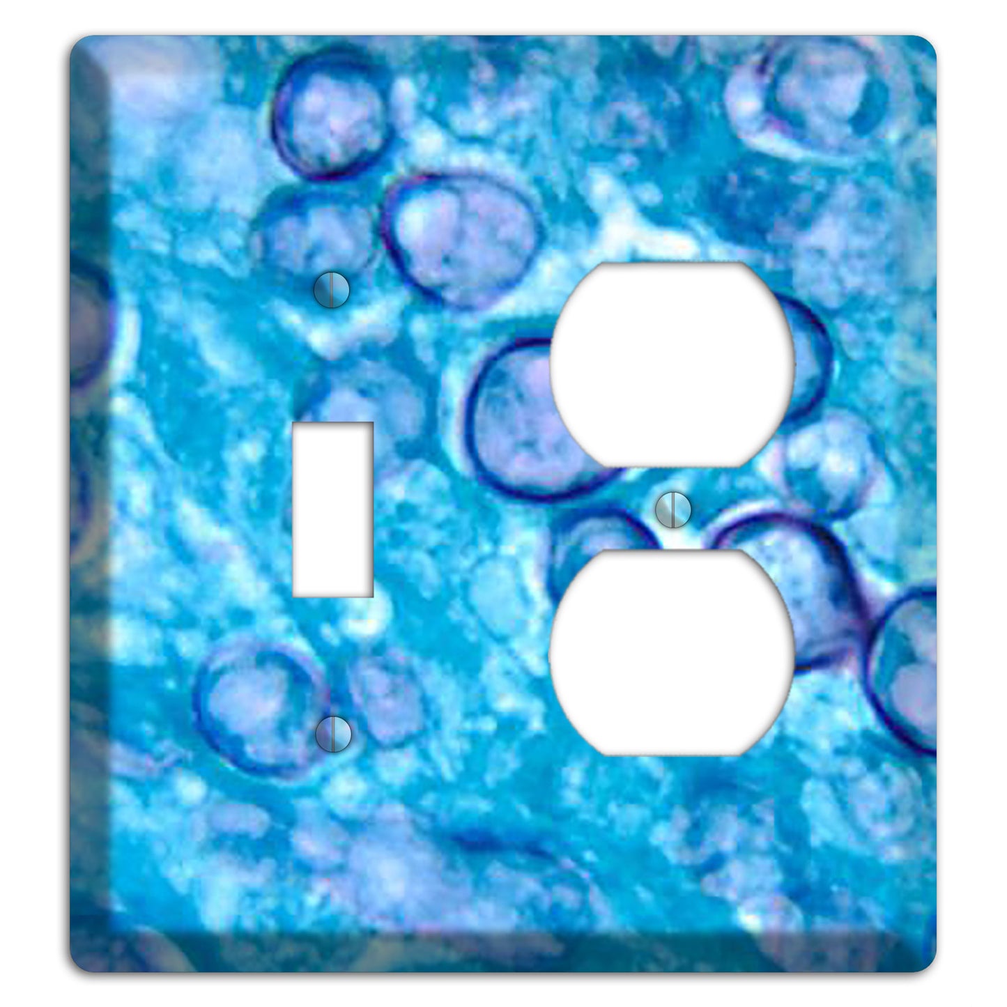 Histoplasma Capsulatum Duboisii Toggle / Duplex Wallplate