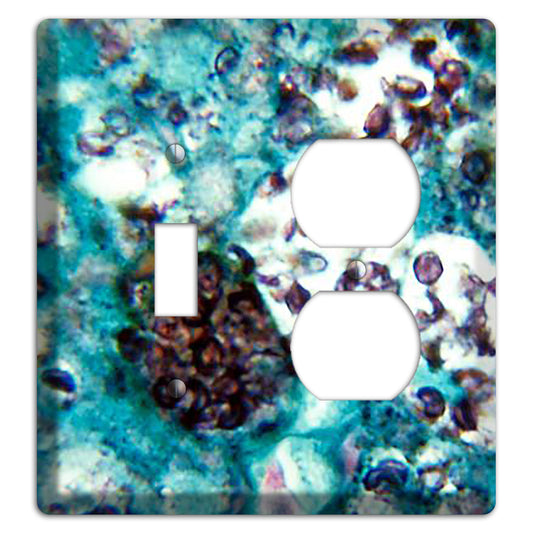 Histoplasmosis Capsulatum Toggle / Duplex Wallplate