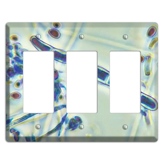 Trichophyton Rubrum Var Rodhaini 3 Rocker Wallplate